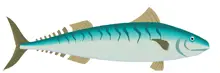 mackerel