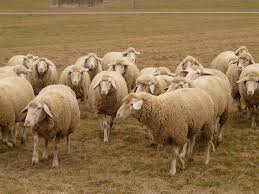 rever-sheep."