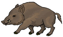 boar